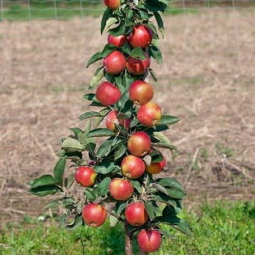Как правильно посадить колоновидную яблоню осенью в средней полосе. Правила покупки саженцев 02