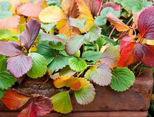 Уход за клубникой осенью подготовка к зиме. Осенний уход за клубникой и подготовка к зиме