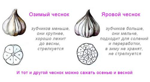 Сколько чеснока можно собрать с сотки. Список изначально высокоурожайных сортов 05 Сколько чеснока можно собрать с сотки. Список изначально высокоурожайных сортов 05