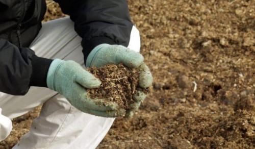 Подкормка винограда осенью. Удобрение винограда осенью, перед укрытием на зиму