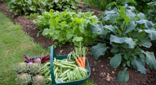 Какие овощные культуры можно сажать в тени. Какие овощи можно сажать в тени — основные секреты и хитрости 01 Какие овощные культуры можно сажать в тени. Какие овощи можно сажать в тени — основные секреты и хитрости 01