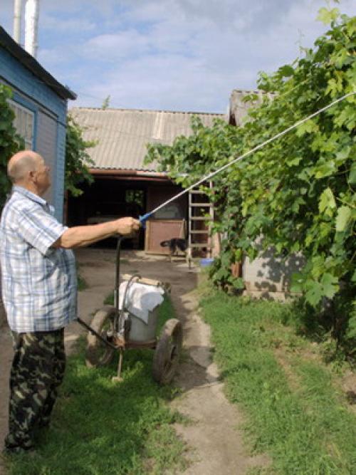 Работы на винограднике в сентябре. Уход за лозой винограда осенью: опрыскивания для подготовки к зиме