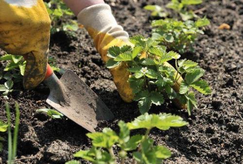 Когда лучше сажать клубнику. Как правильно выбрать и купить клубнику на посадку