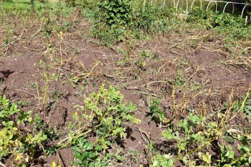 Подготовка земли под картошку осенью. Как подготовить землю под посадку картофеля? 09 Подготовка земли под картошку осенью. Как подготовить землю под посадку картофеля? 09