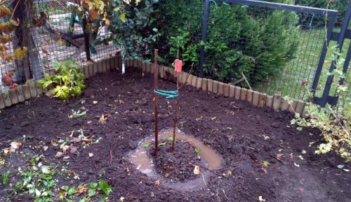 Когда лучше сажать грушу в подмосковье весной или осенью. Когда лучше сажать?