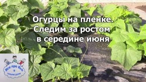 Выращивание Огурцов в теплице из агроволокна. Выращивание Огурцов На Агроволокне