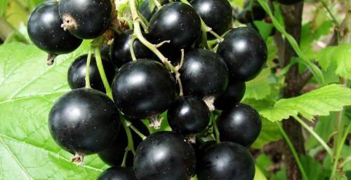 Почему мало плодов на смородине.