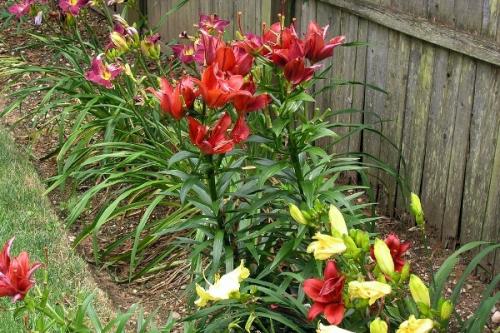 Когда лучше сажать лилии весной или осенью. Когда лучше сажать