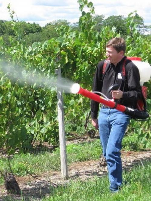 Работы на винограднике в сентябре. Уход за лозой винограда осенью: опрыскивания для подготовки к зиме