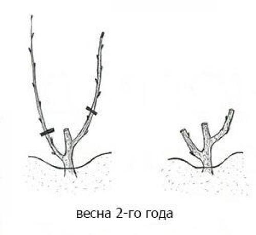 Плодоношение винограда на второй год. Формирование куста винограда в первый год