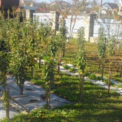 Как правильно посадить колоновидную яблоню осенью в средней полосе. Правила покупки саженцев 03 Как правильно посадить колоновидную яблоню осенью в средней полосе. Правила покупки саженцев 03