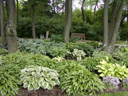 Какие овощные культуры можно сажать в тени. Какие овощи можно сажать в тени — основные секреты и хитрости 03 Какие овощные культуры можно сажать в тени. Какие овощи можно сажать в тени — основные секреты и хитрости 03