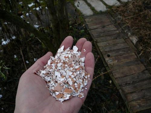 Подкармливаем капусту. Вторая подкормка капусты