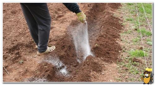 Подготовка почвы осенью под картошку. Правила подбора удобрений для разных видов почвы 11 Подготовка почвы осенью под картошку. Правила подбора удобрений для разных видов почвы 11