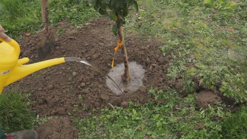 Когда лучше сажать грушу в подмосковье весной или осенью. Когда лучше сажать?