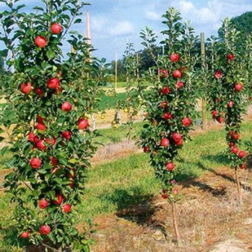 Как правильно посадить колоновидную яблоню осенью в средней полосе. Правила покупки саженцев 08 Как правильно посадить колоновидную яблоню осенью в средней полосе. Правила покупки саженцев 08