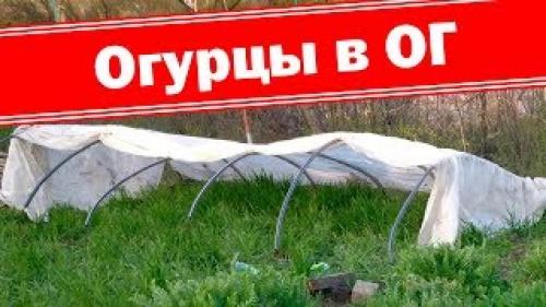 Выращивание Огурцов в теплице из агроволокна. Выращивание Огурцов На Агроволокне