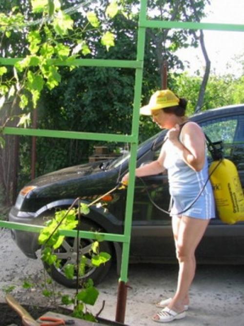 Работы на винограднике в сентябре. Уход за лозой винограда осенью: опрыскивания для подготовки к зиме