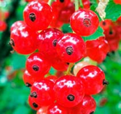 Почему смородина не плодоносит. Почковый клещ 02 Почему смородина не плодоносит. Почковый клещ 02