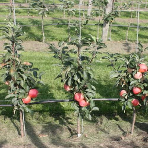 Как правильно посадить колоновидную яблоню осенью в средней полосе. Правила покупки саженцев 07 Как правильно посадить колоновидную яблоню осенью в средней полосе. Правила покупки саженцев 07