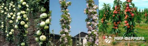 Как сажать яблоню колоновидную. Колоновидная яблоня: как сажать и обрезать