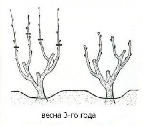 Плодоношение винограда на второй год. Формирование куста винограда в первый год