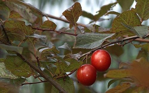 Как ухаживать осенью за яблонями. Особенности ухода за яблоней 01 Как ухаживать осенью за яблонями. Особенности ухода за яблоней 01