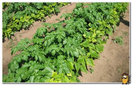 Подготовка почвы осенью под картошку. Правила подбора удобрений для разных видов почвы 09 Подготовка почвы осенью под картошку. Правила подбора удобрений для разных видов почвы 09