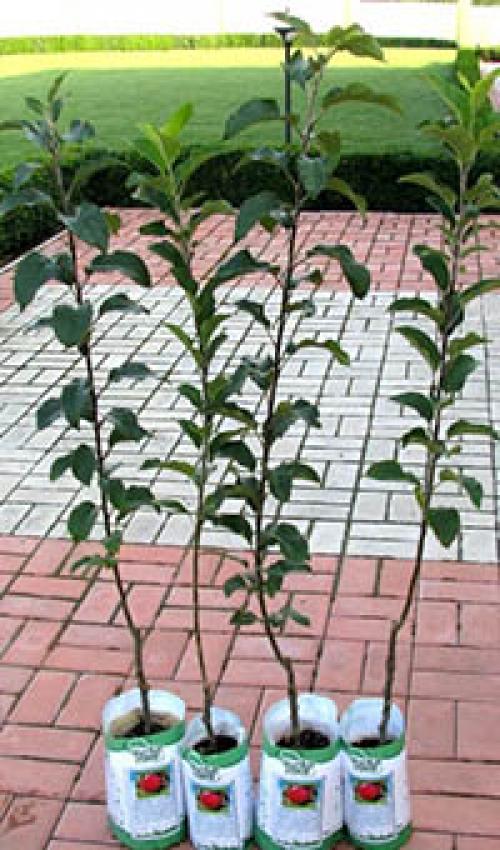 Как правильно сформировать яблоню. Правильная обрезка саженца яблони 02