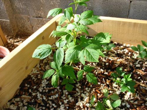 Размножение малины ветками. Размножение малины корневыми черенками