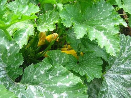 Как выращивать кабачки в открытом грунте надо ли обрывать листья. Что такое кабачок
