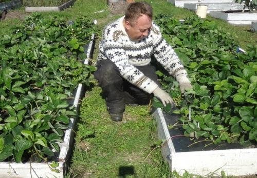 Как сделать, чтобы в проходах трава не росла. 