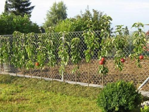 Загущенная колоновидная яблоня. Рассказываем, почему не плодоносит колоновидная яблоня и что делать?