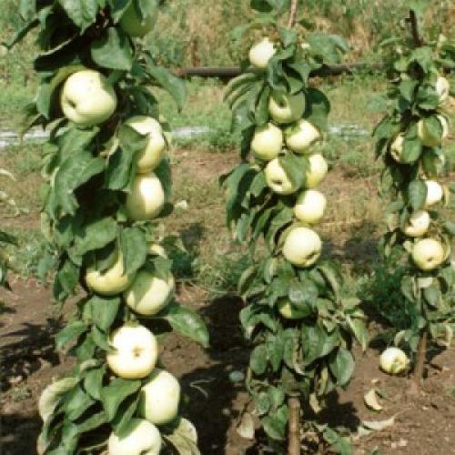 Колоновидные яблони обрезка формировка. Обрезка колоновидной яблони: схема 09