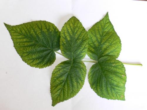 Почему желтеет малина и как с этим бороться. Почему желтеет малина весной и как с этим бороться? 05