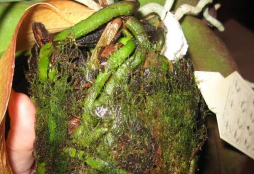 Зеленый налет на земле в горшке. Появление зеленого мха в горшке с орхидеей