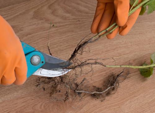 Как размножить малину ремонтантную черенками. Размножение зелеными черенками 03 Как размножить малину ремонтантную черенками. Размножение зелеными черенками 03