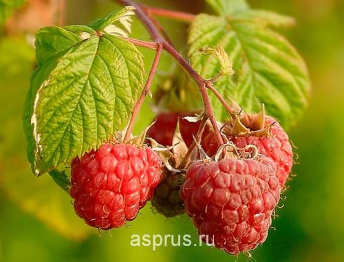 Сорта малина для сибири. Сроки и технология посадки 08