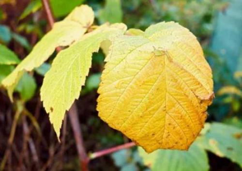 Малина желтый лист. Что делать, если у малины желтые листья
