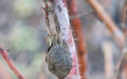 Малина желтый лист. Что делать, если у малины желтые листья