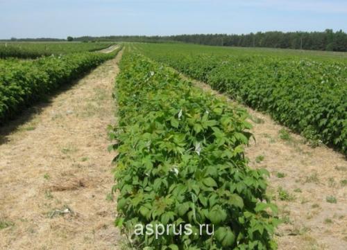 Сорта малина для сибири. Сроки и технология посадки 02