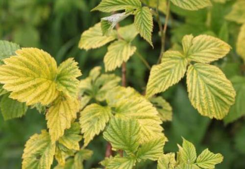 Желтеют листья малины в июле. Почему листья малины начинают желтеть летом