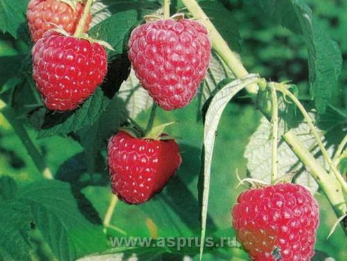 Сорта малина для сибири. Сроки и технология посадки 06