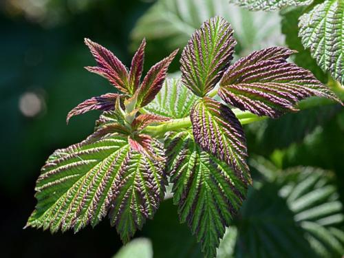 Почему желтеет малина и как с этим бороться. Почему желтеет малина весной и как с этим бороться? 04