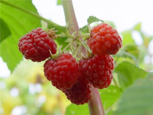 Сорта малины. Ранние сорта малины