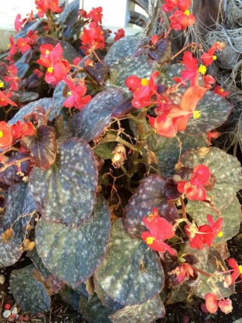 Мучнистая роса на баклажанах. Что такое мучнистая роса?