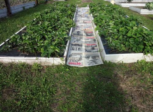 Как сделать, чтобы в проходах трава не росла. 