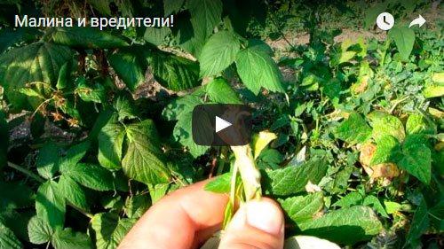 Почему желтеет малина и как с этим бороться. Почему желтеет малина весной и как с этим бороться? 02