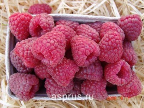 Сорта малина для сибири. Сроки и технология посадки 03