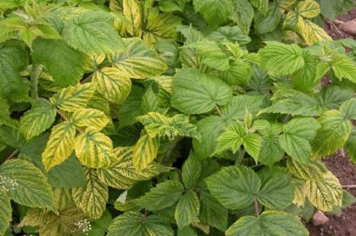 Почему желтеет малина и как с этим бороться. Почему желтеет малина весной и как с этим бороться? 03